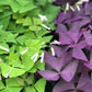 Oxalis Triangularis