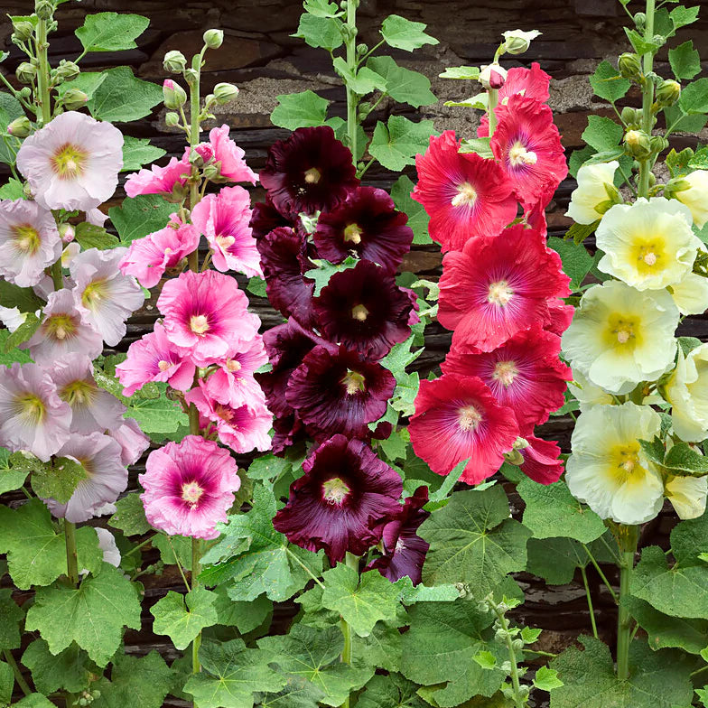 Rose Trémière Mix Image