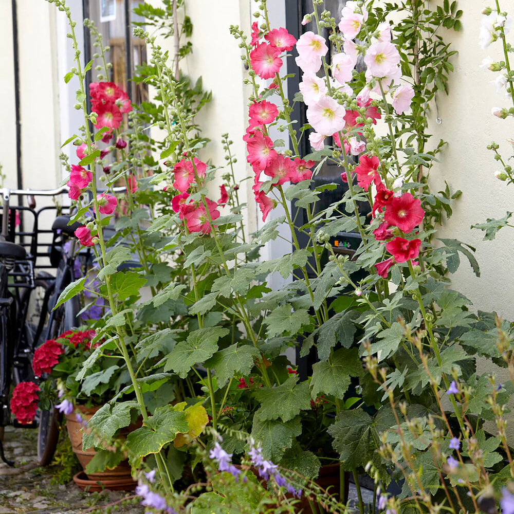 Rose Trémière 'Mix'