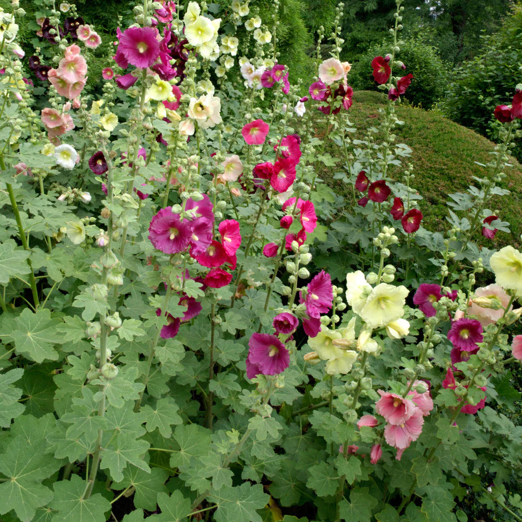 Rose Trémière 'Mix'