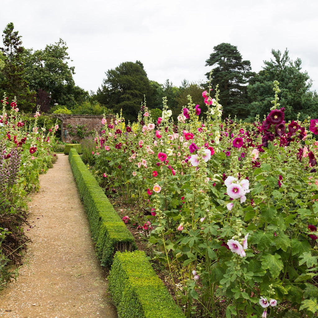 Rose Trémière 'Mix'