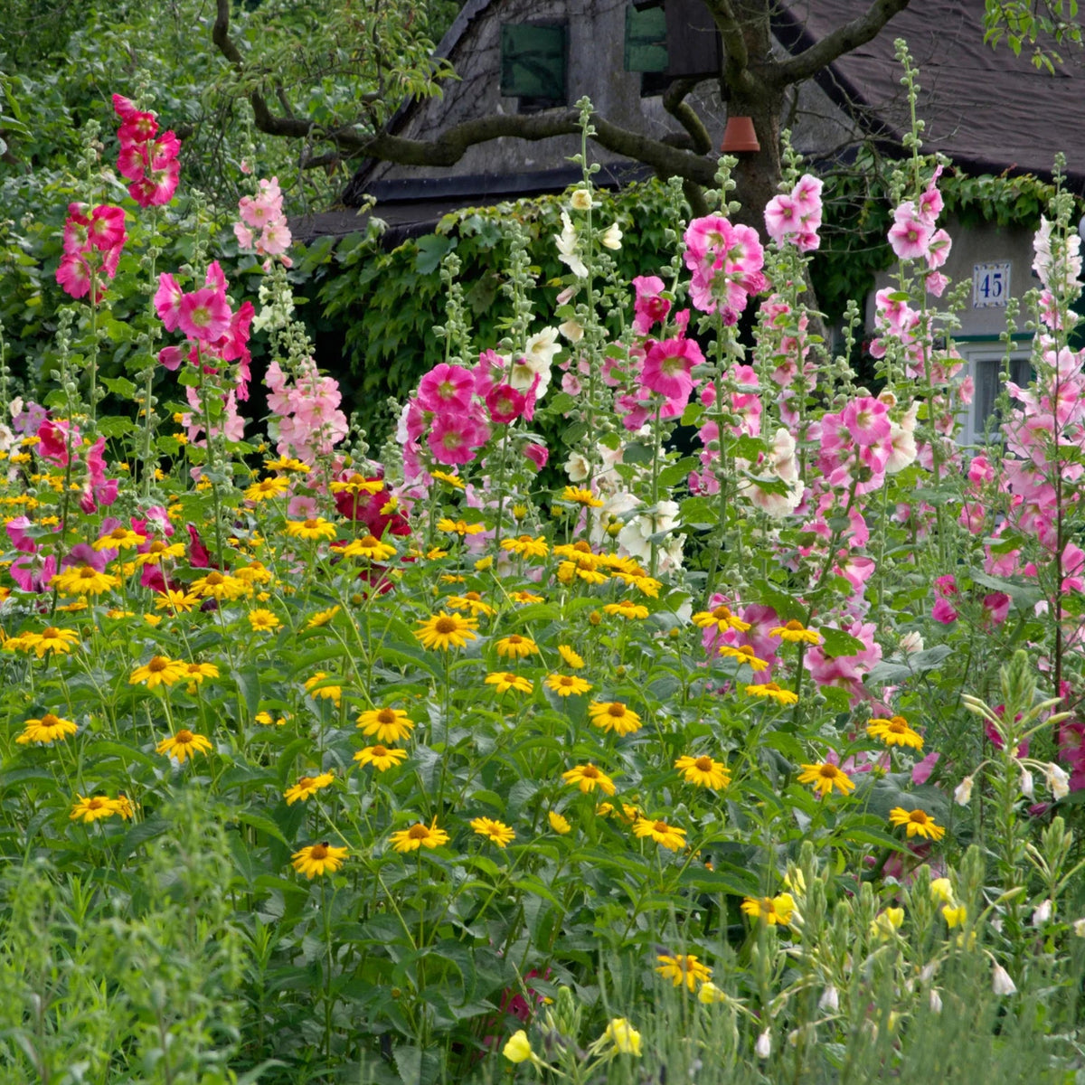 Rose Trémière 'Mix'