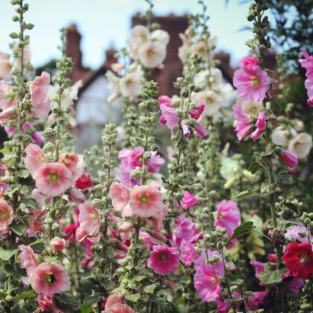 Rose Trémière 'Mix'