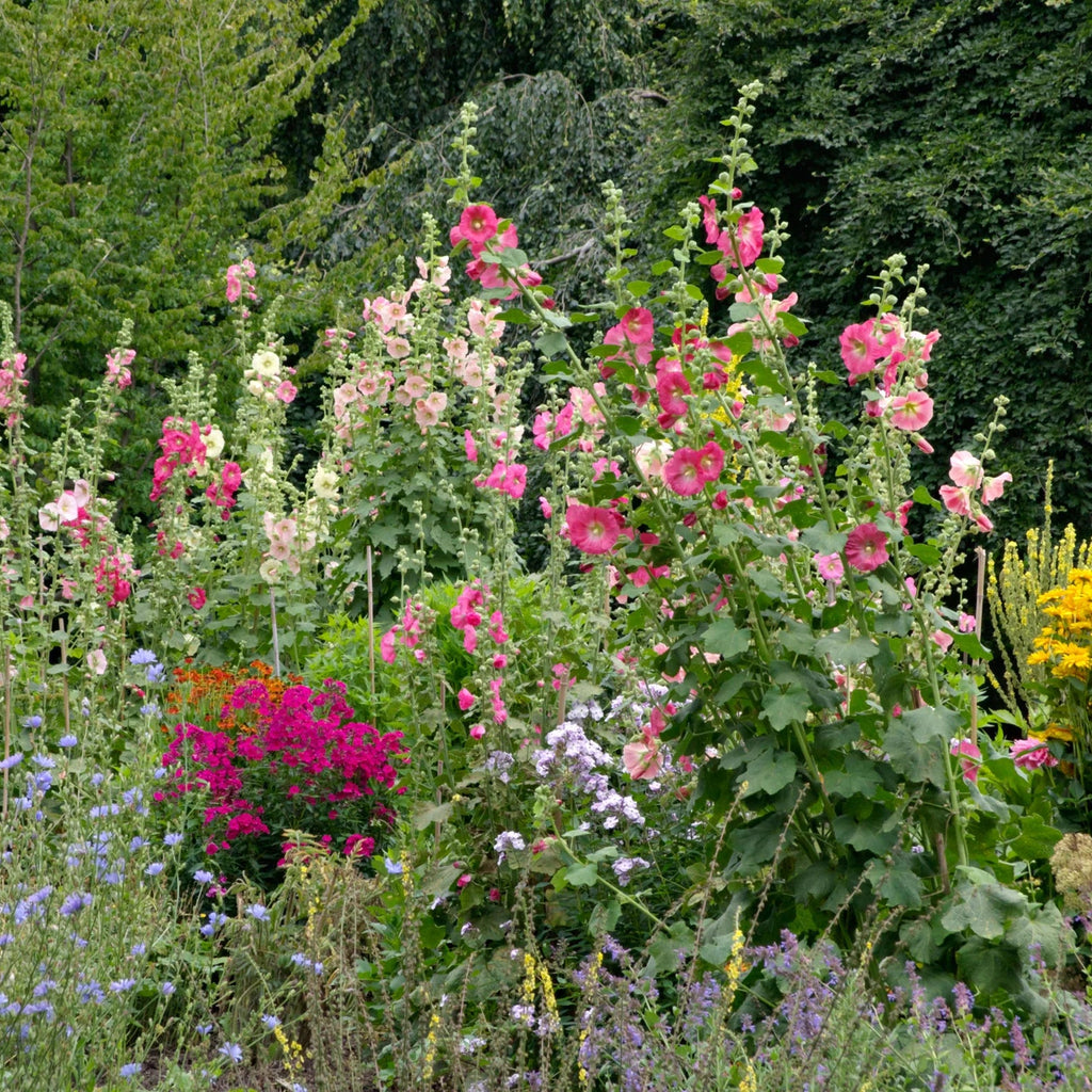 Rose Trémière 'Mix'