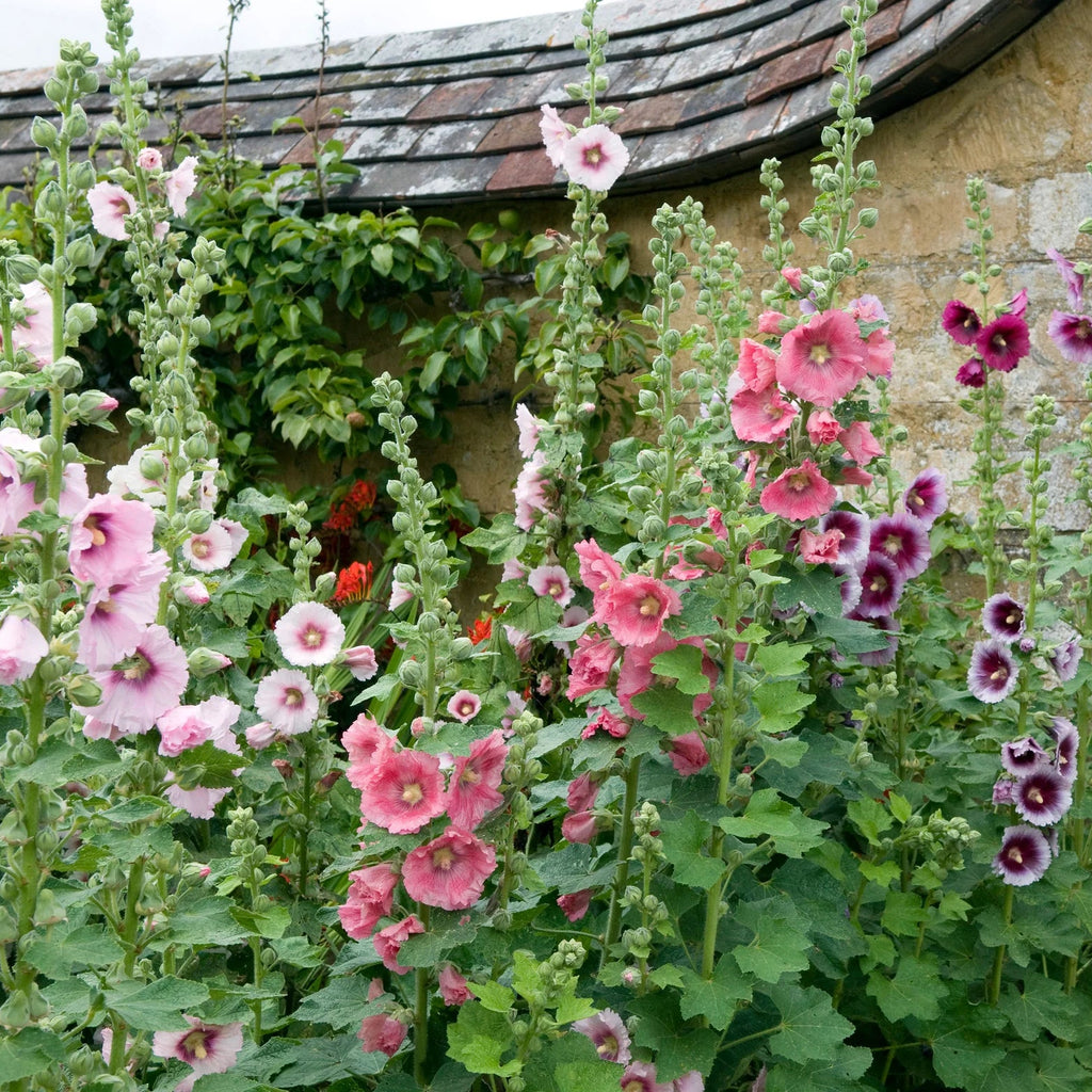 Rose Trémière 'Mix'