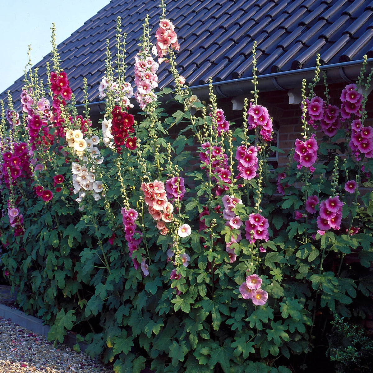 Rose Trémière 'Mix'
