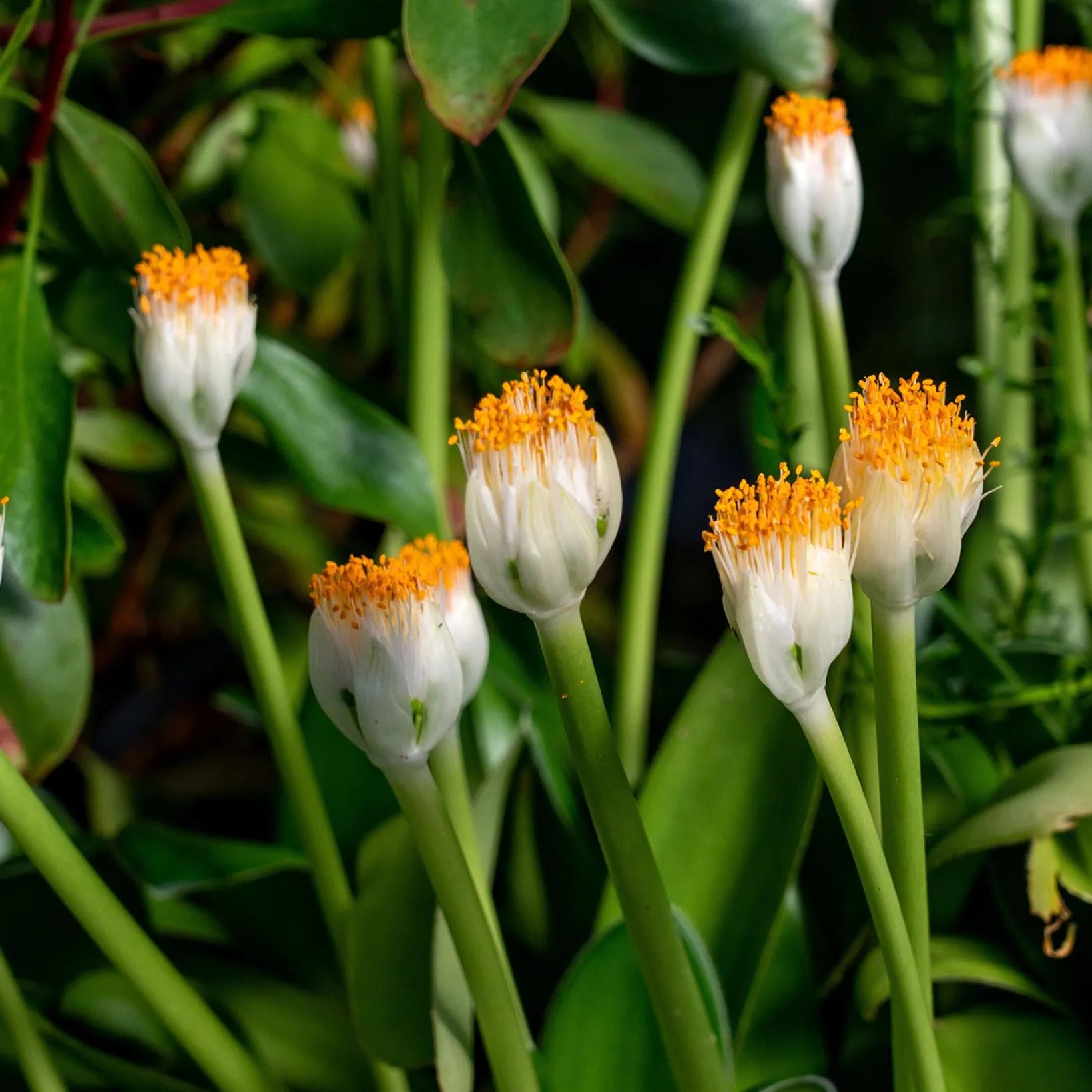 Scadoxus albiflos Image