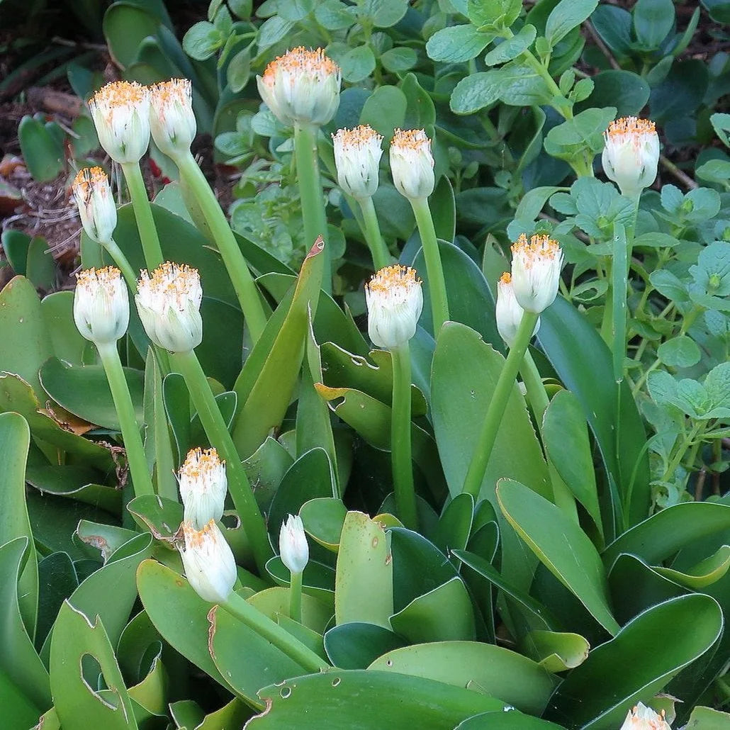Scadoxus albiflos