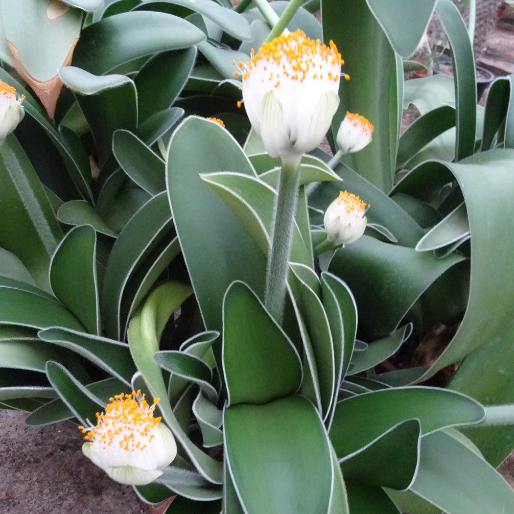 Scadoxus albiflos