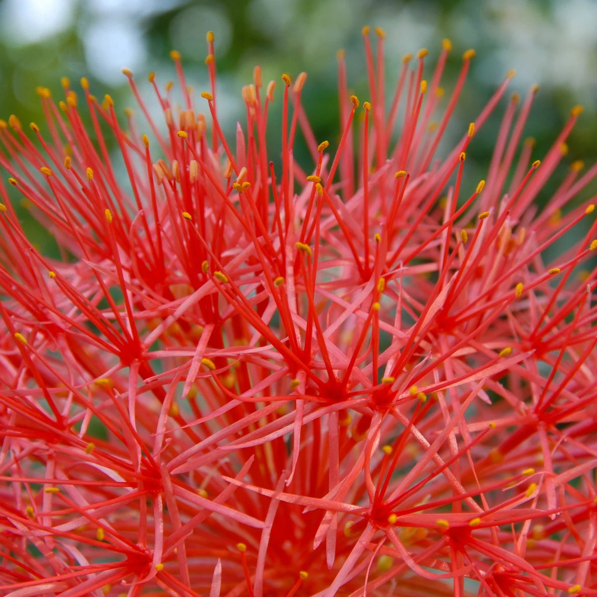 Scadoxus multiflorus