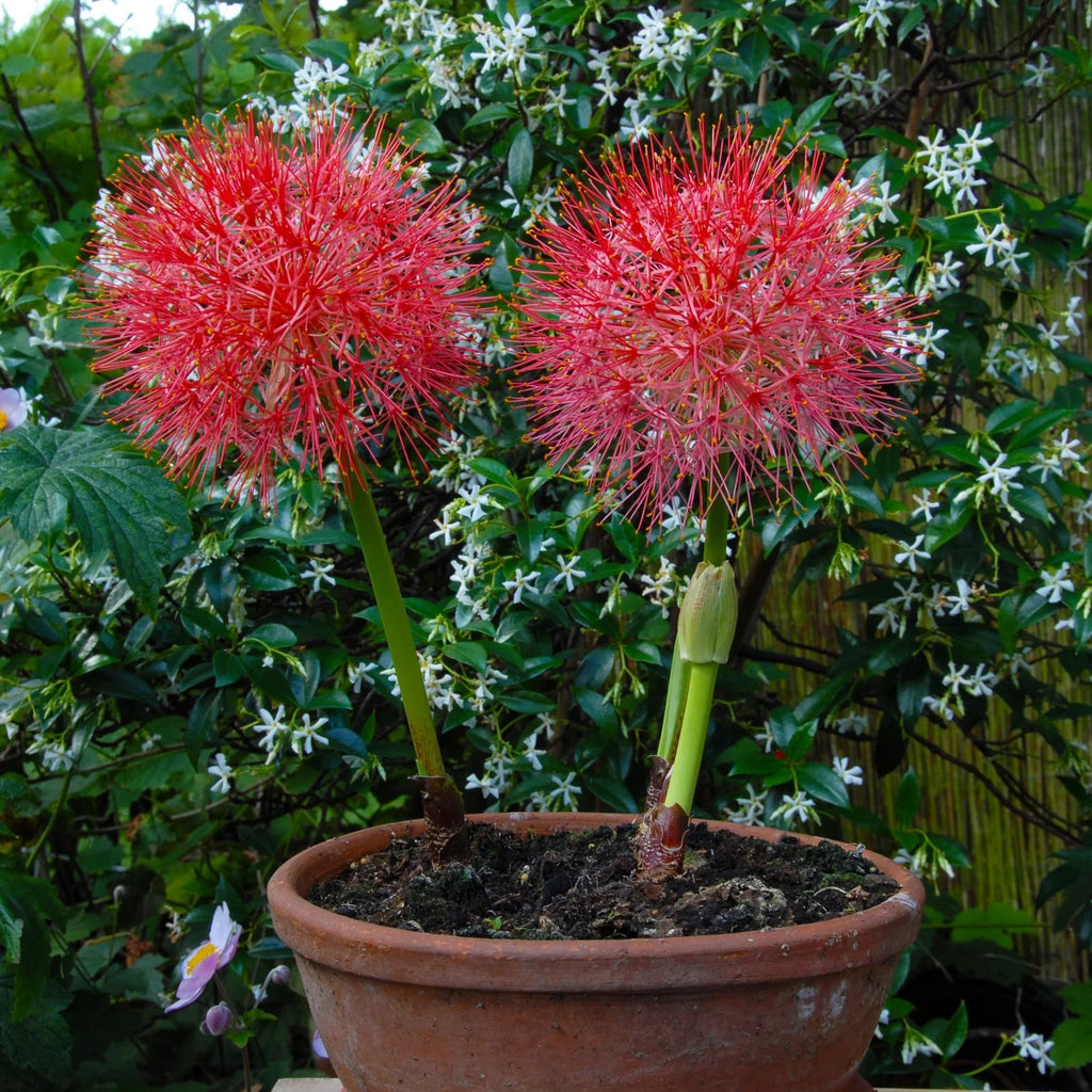 Scadoxus multiflorus