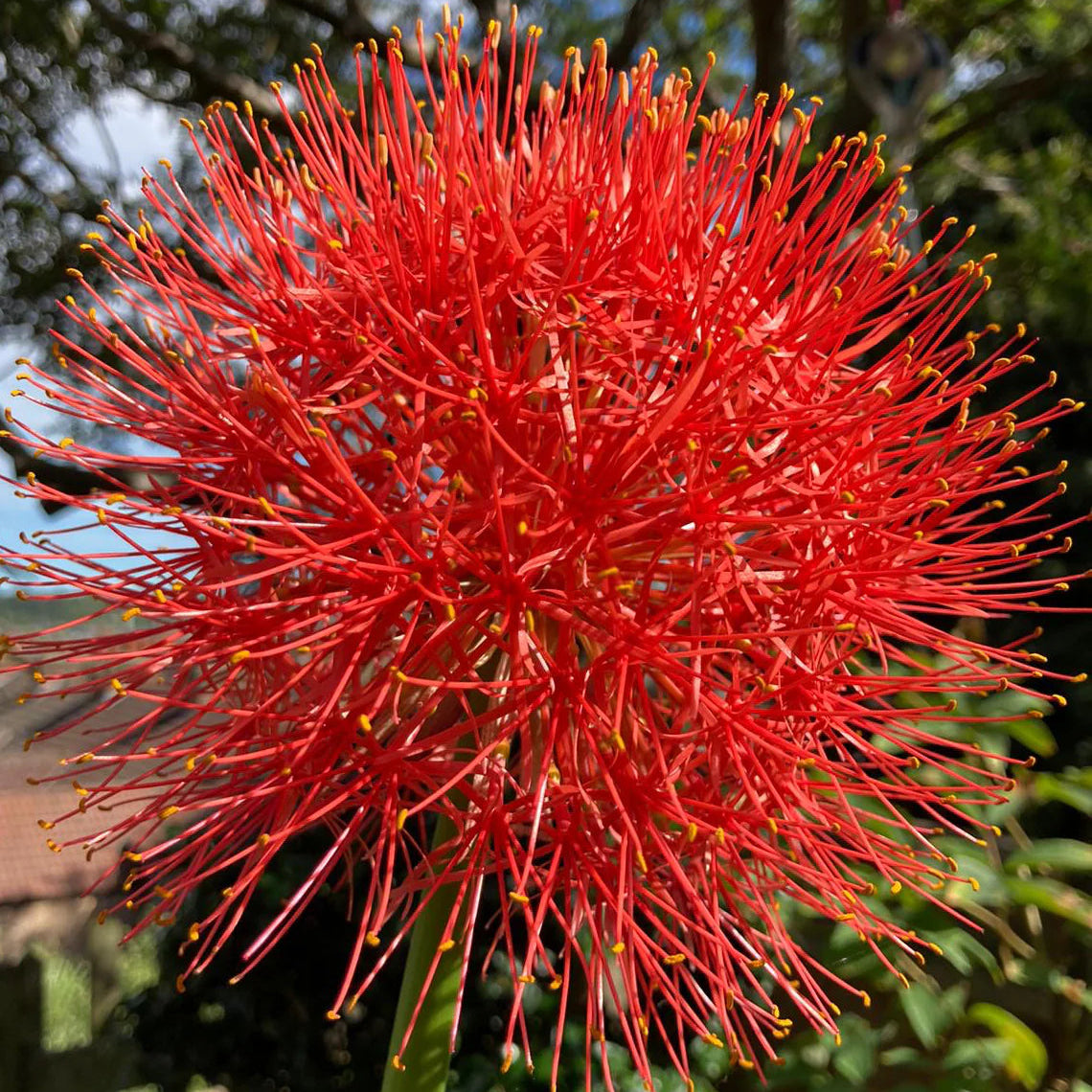 Scadoxus multiflorus