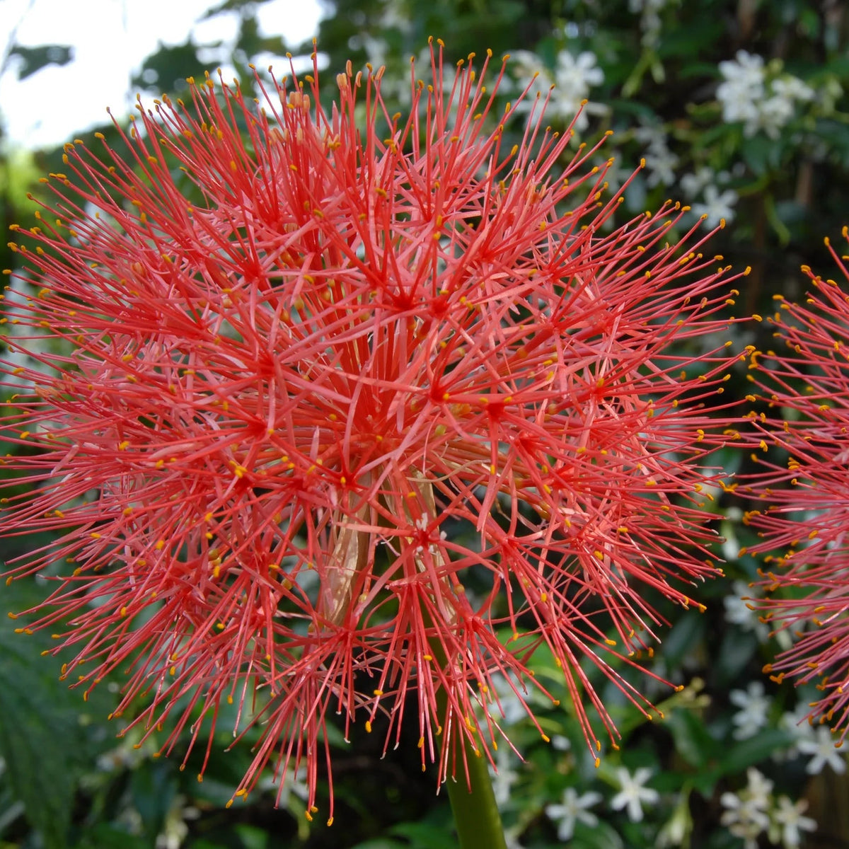 Scadoxus multiflorus