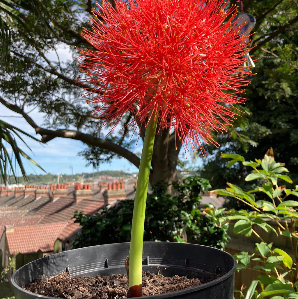 Scadoxus multiflorus
