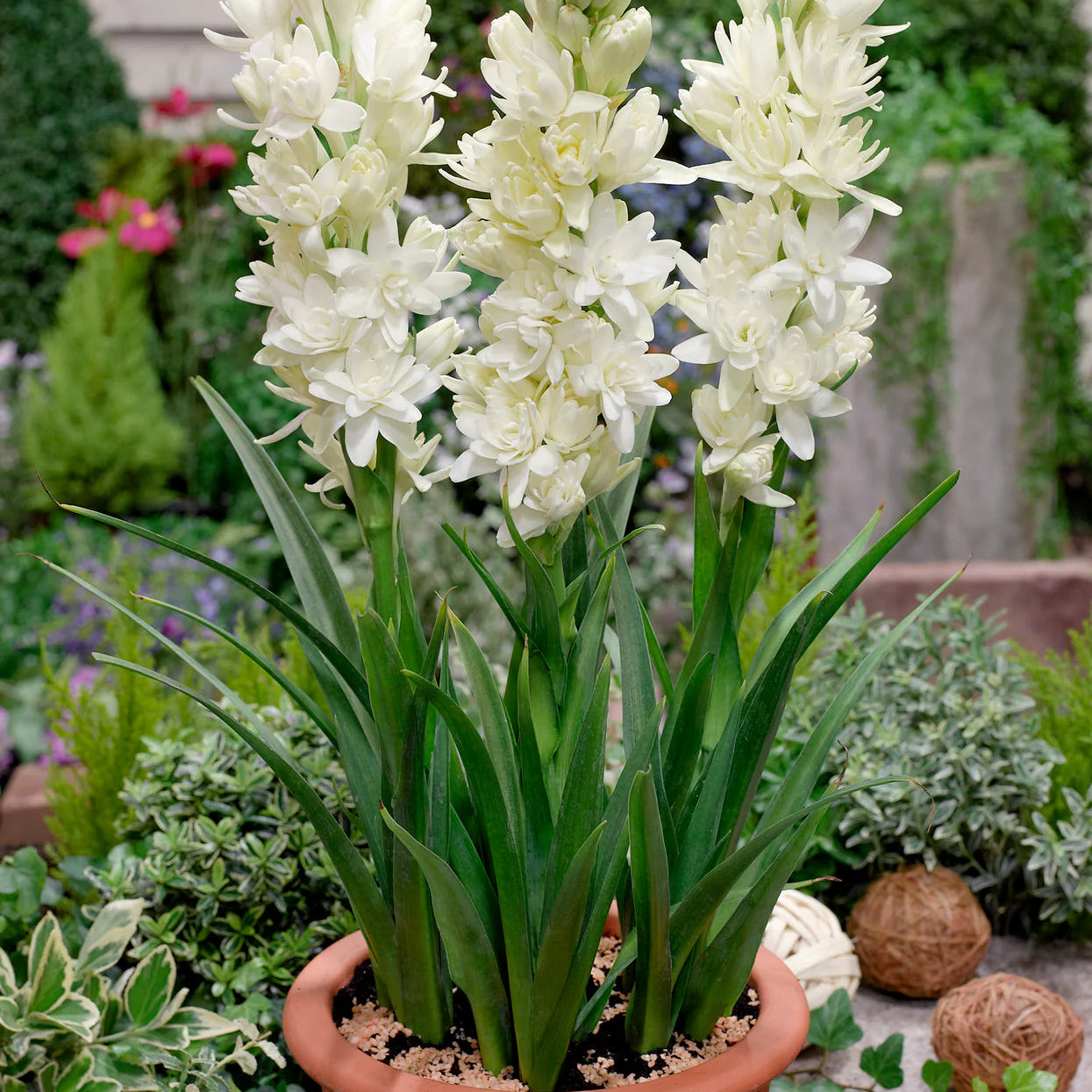 Tubéreuse fleurs Image