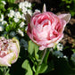 Tulipe Angélique