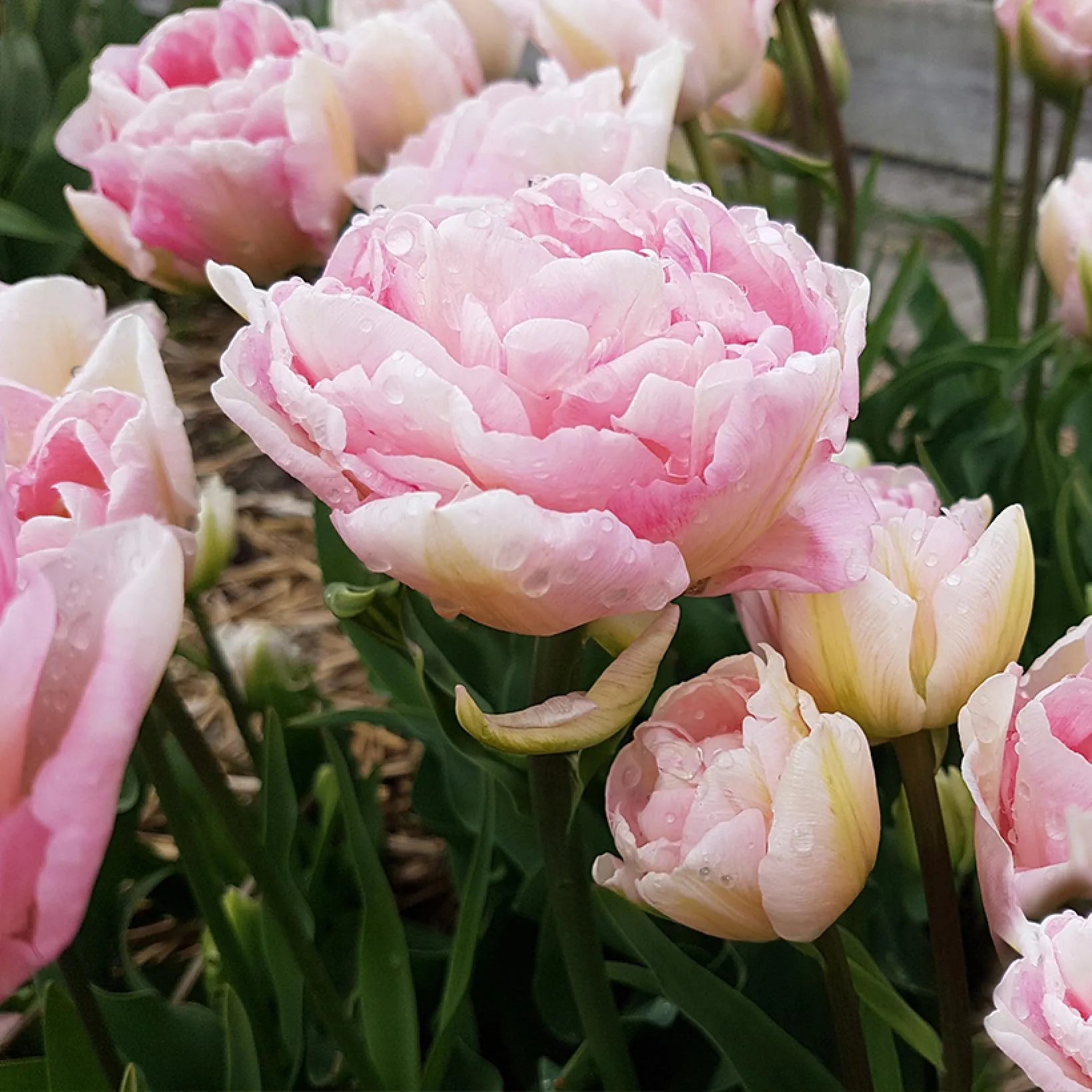 Tulipe Angélique Immagine