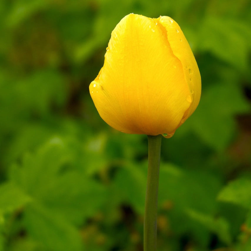 Tulipe jaune