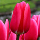 Tulipe-rose