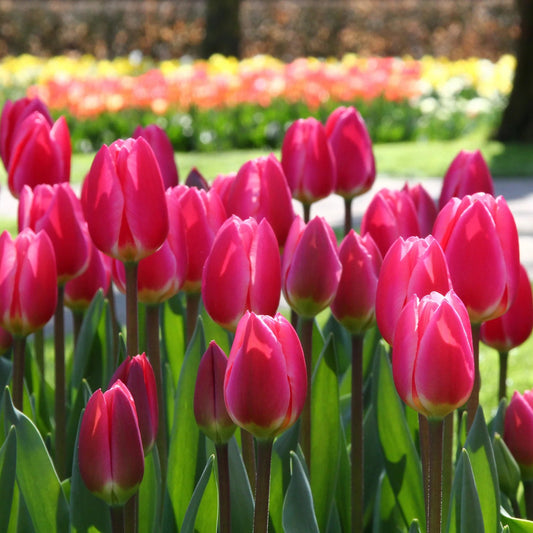 Tulipe-rose