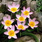 Tulipe saxatile