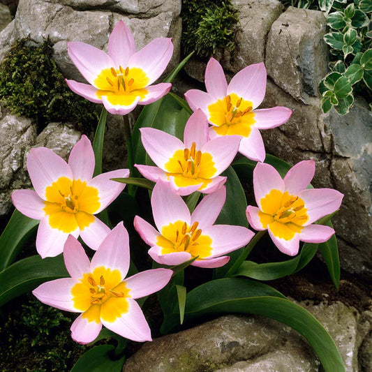 Tulipe saxatile