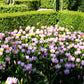 Tulipe saxatile