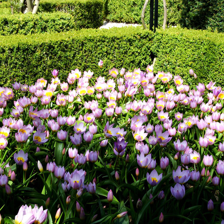 Tulipe saxatile