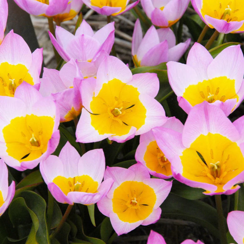 Tulipe saxatile