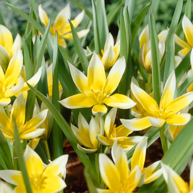 Tulipes sauvage polychroma Immagine