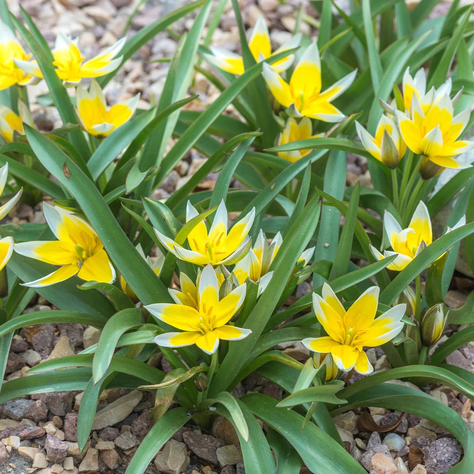 Tulipes sauvage polychroma
