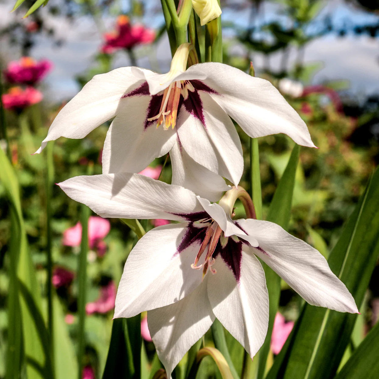 Acidenthera 'Glaïeuls d'Abyssinie' Image