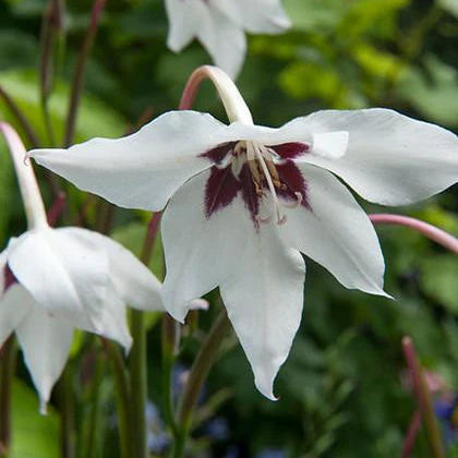 Acidenthera 'Glaïeuls d'Abyssinie'