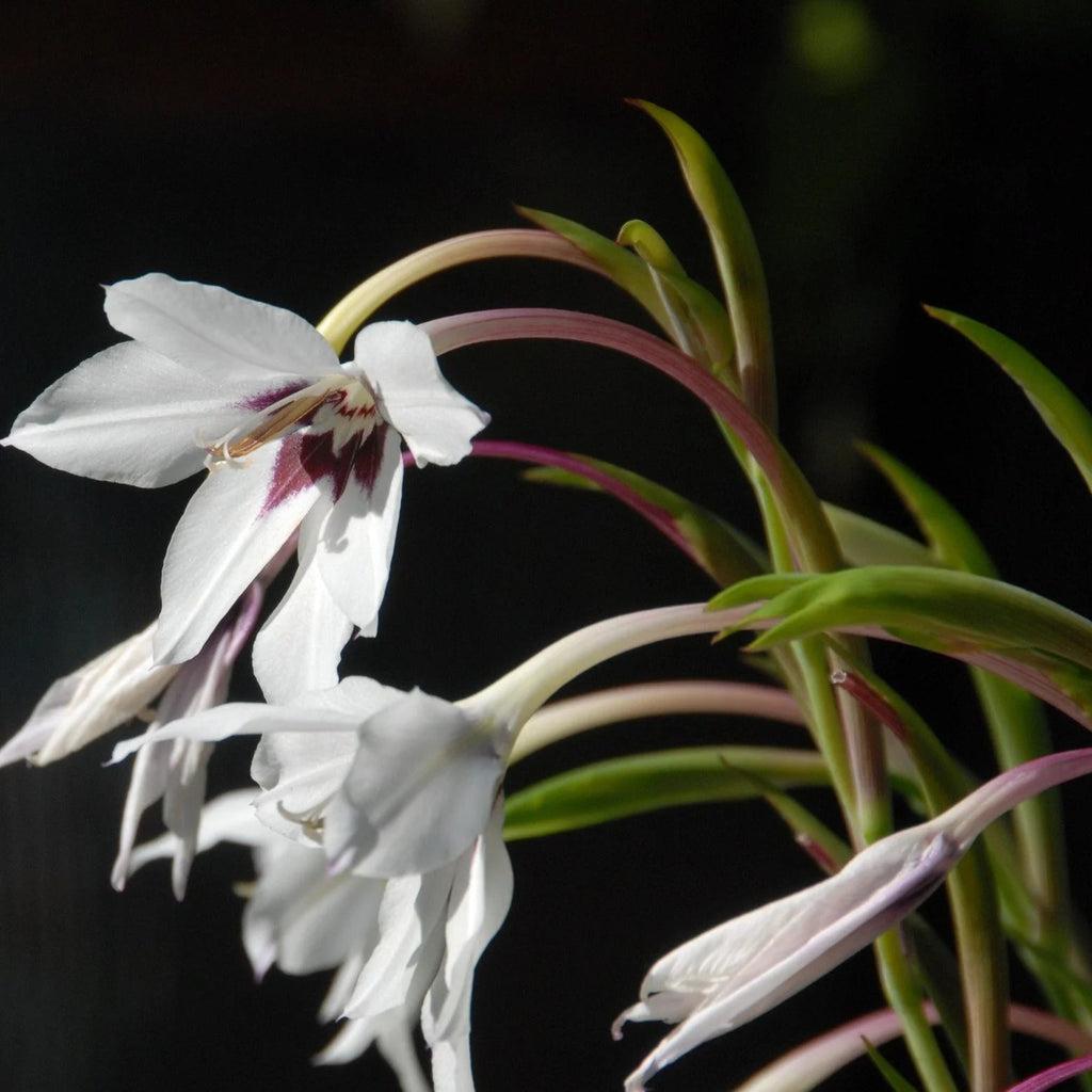 Acidenthera 'Glaïeuls d'Abyssinie'