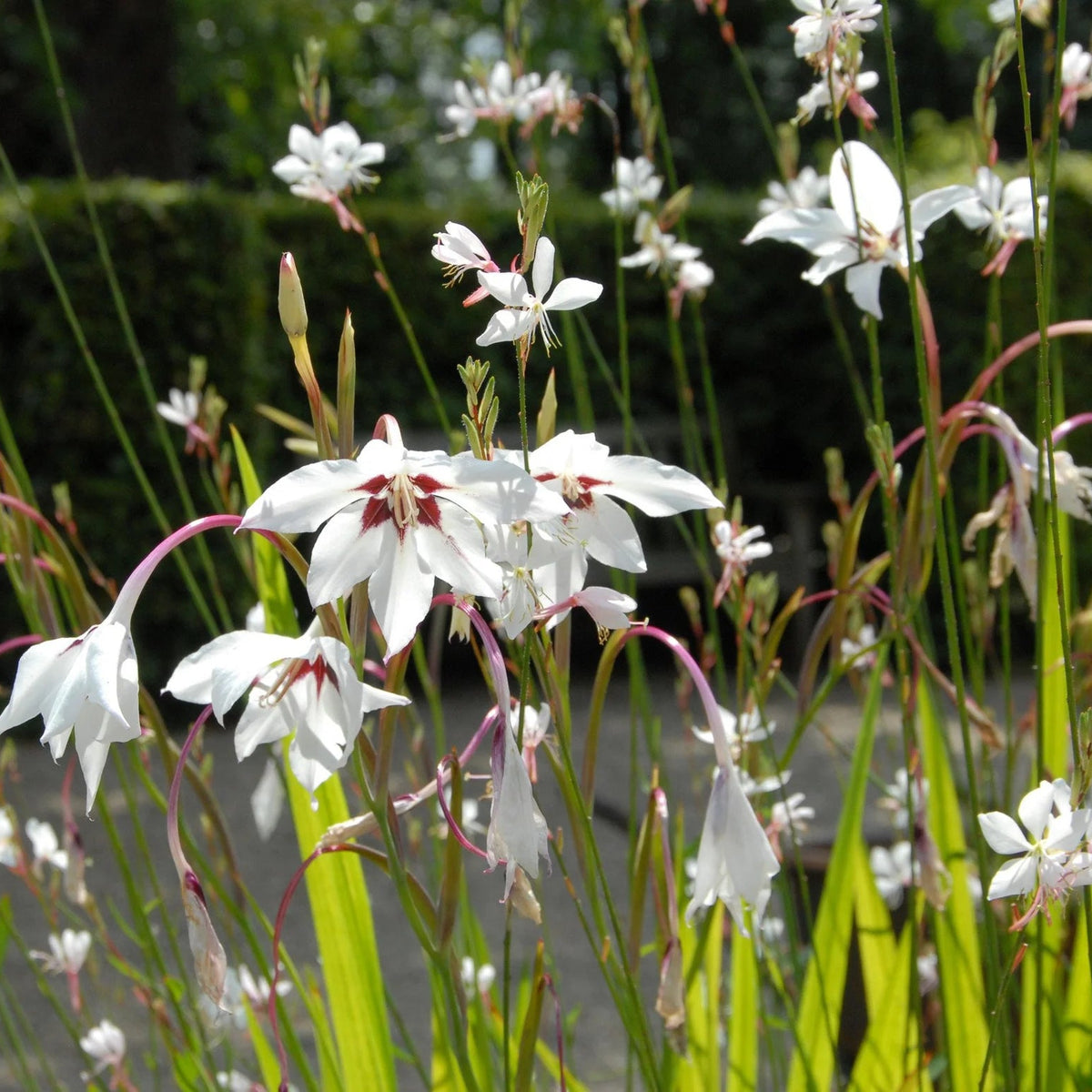 Acidenthera 'Glaïeuls d'Abyssinie'