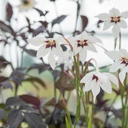 Acidenthera 'Glaïeuls d'Abyssinie'