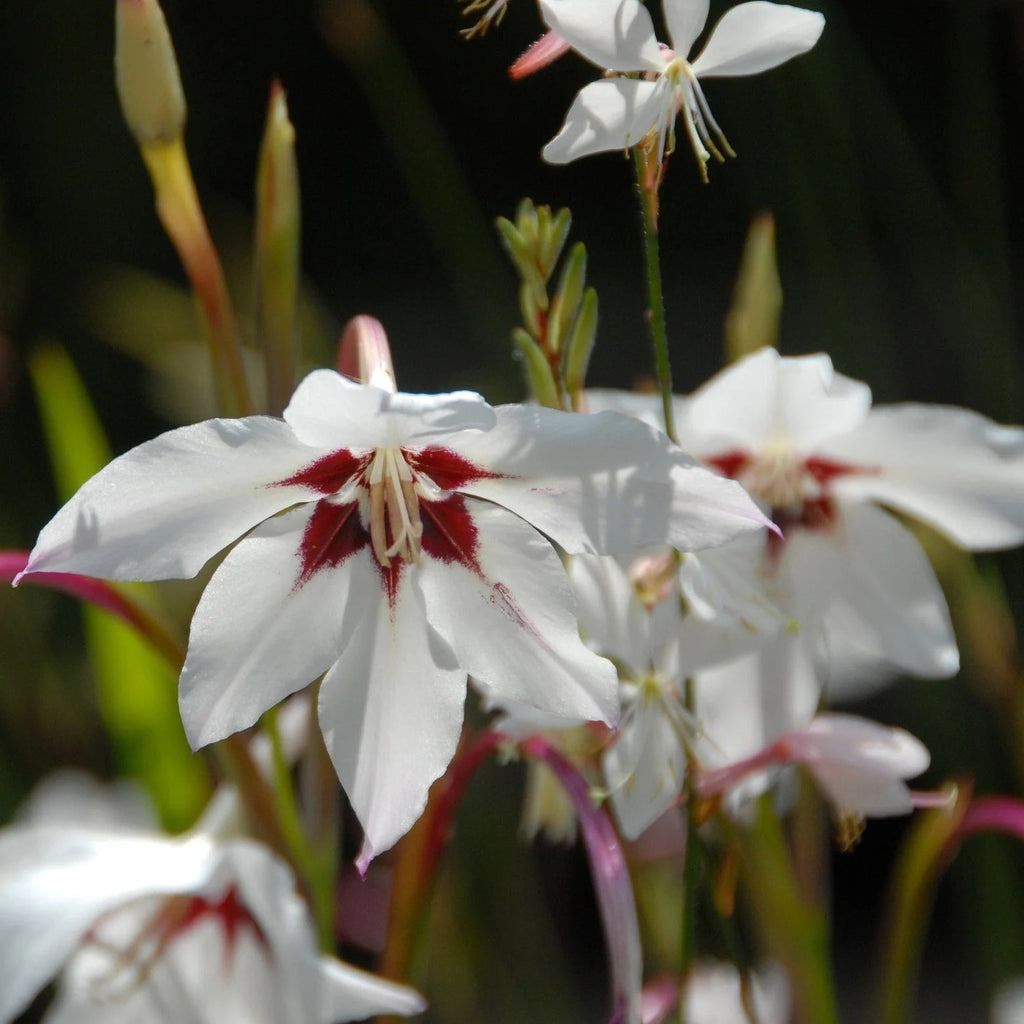 Acidenthera 'Glaïeuls d'Abyssinie'