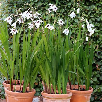 Acidenthera 'Glaïeuls d'Abyssinie'