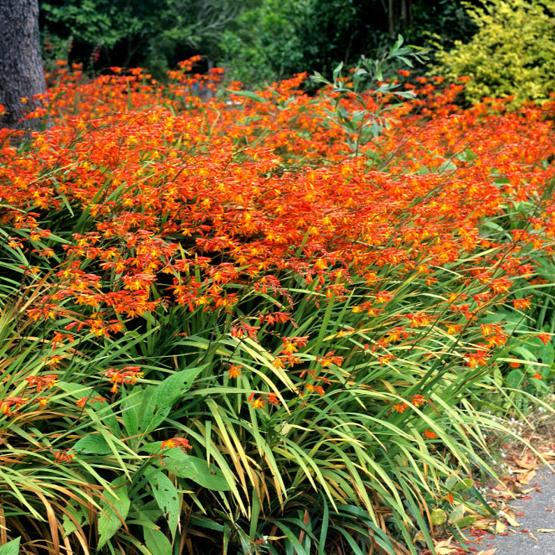 Crocosmia Masoniorum