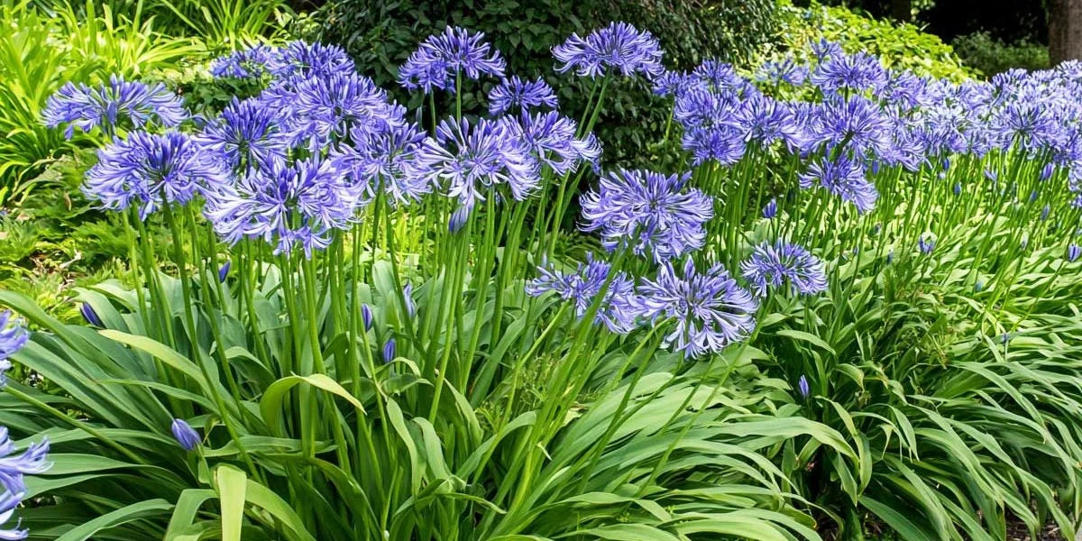 Agapanthe XXL