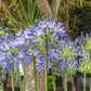 agapanthe graine​