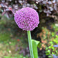 Allium Purple Sensation