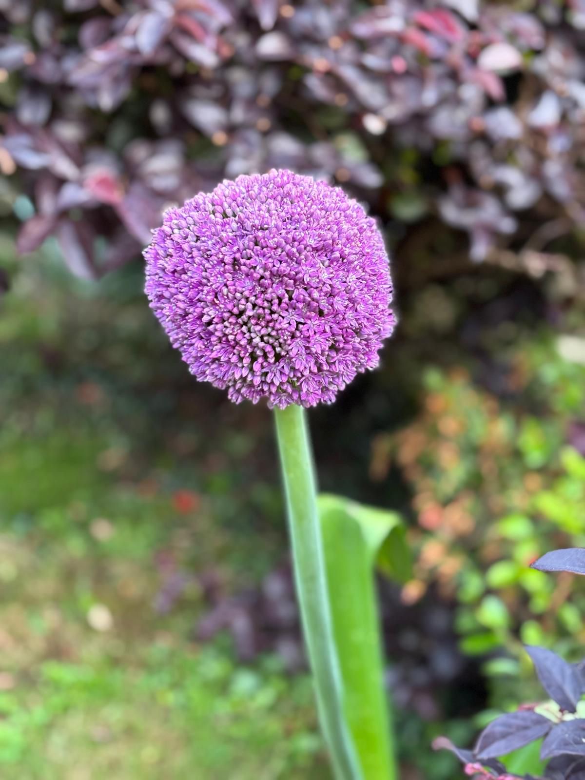Allium Purple Sensation