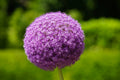 Ajo ornamental gigante