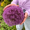 Allium 'Globemaster'