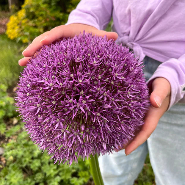 Allium 'Globemaster'