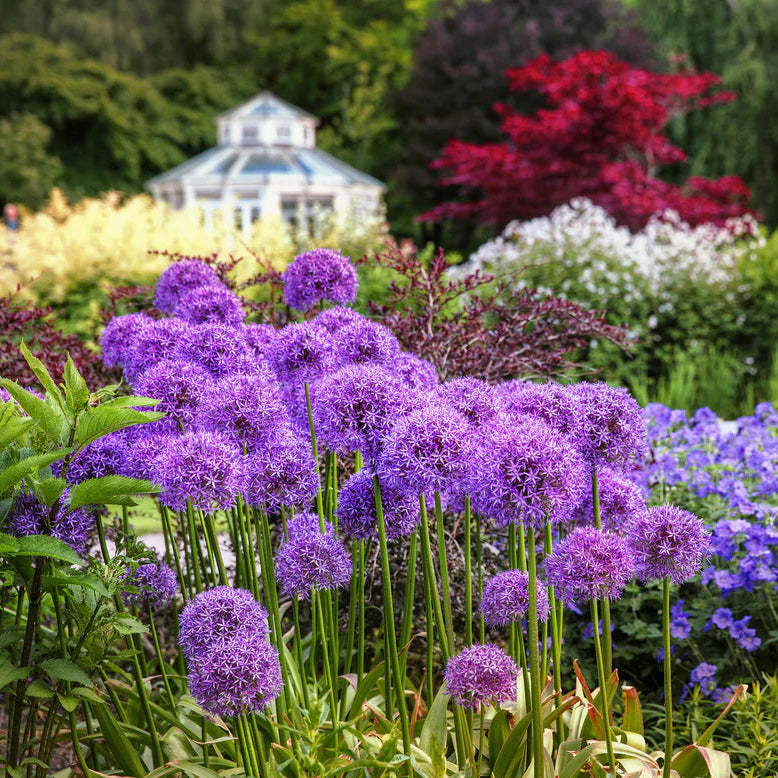 Allium 'Globemaster'