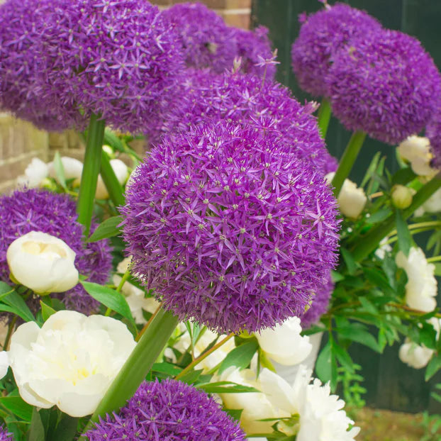 Allium 'Globemaster'