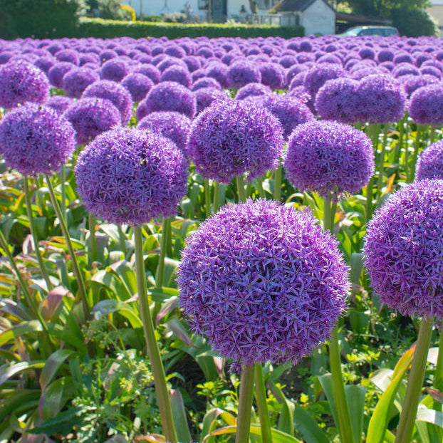 Allium 'Globemaster'
