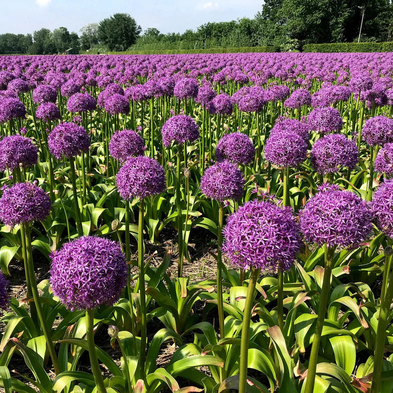 Allium 'Globemaster'